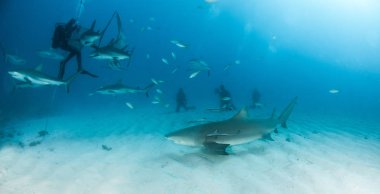 Resim, Bahamalar 'daki Karayip resif köpekbalığını gösteriyor.