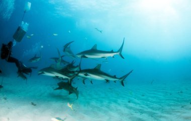 Resim, Bahamalar 'daki Karayip resif köpekbalığını gösteriyor.