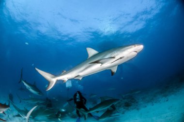 Resim, Bahamalar 'daki Karayip resif köpekbalığını gösteriyor.