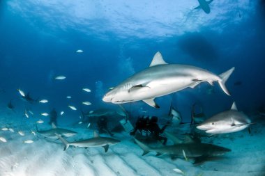 Resim, Bahamalar 'daki Karayip resif köpekbalığını gösteriyor.