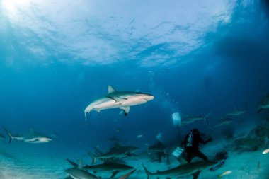 Resim, Bahamalar 'daki Karayip resif köpekbalığını gösteriyor.