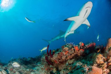 Resim, Bahamalar 'daki Karayip resif köpekbalığını gösteriyor.