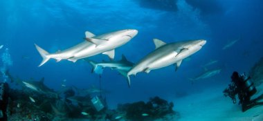 Resim, Bahamalar 'daki Karayip resif köpekbalığını gösteriyor.