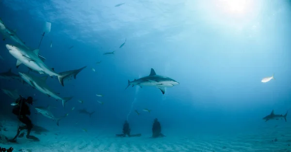 Φωτογραφία Δείχνει Έναν Καρχαρία Στις Μπαχάμες — Φωτογραφία Αρχείου
