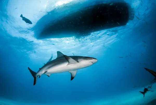 Foto Muestra Tiburón Arrecife Del Caribe Las Bahamas — Foto de Stock