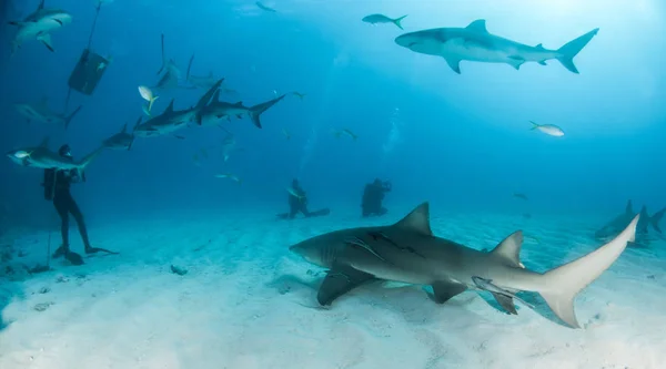 Imagen Muestra Tiburón Arrecife Limón Caribe Las Bahamas —  Fotos de Stock