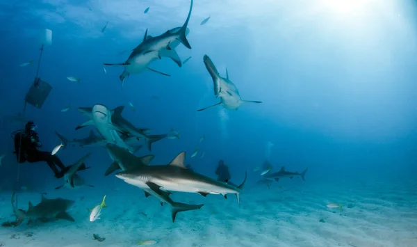Zdjęciu Karaibski Rekin Rafowy Bahamach — Zdjęcie stockowe