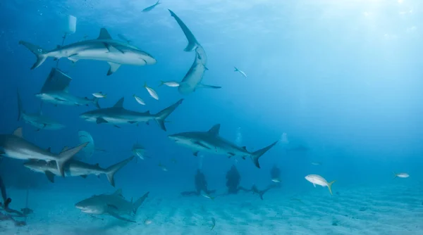 Фотографії Зображена Карибська Акула Риф Багамах — стокове фото