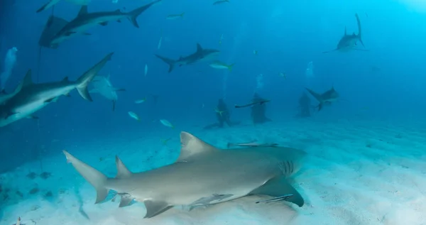 Foto Muestra Tiburón Limón Las Bahamas —  Fotos de Stock