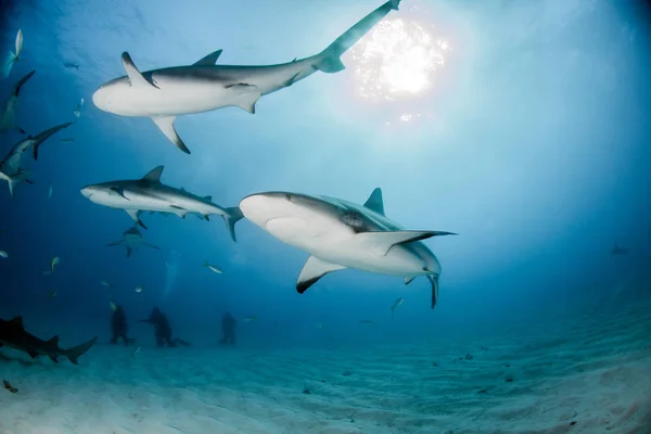 Картинке Изображена Карибская Рифовая Акула Багамах — стоковое фото