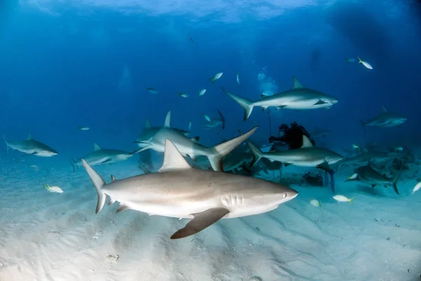 Picture shows a Caribbean reef shark at the Bahamas