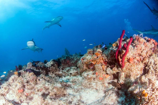 Imagem Mostra Tubarão Recife Caribenho Nas Bahamas — Fotografia de Stock