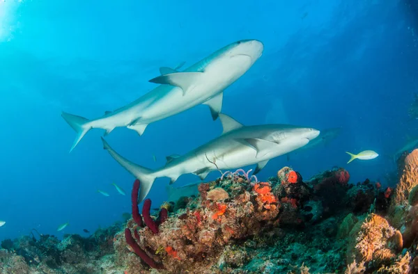 写真はバハマのカリブ海のサンゴ礁のサメを示しています — ストック写真