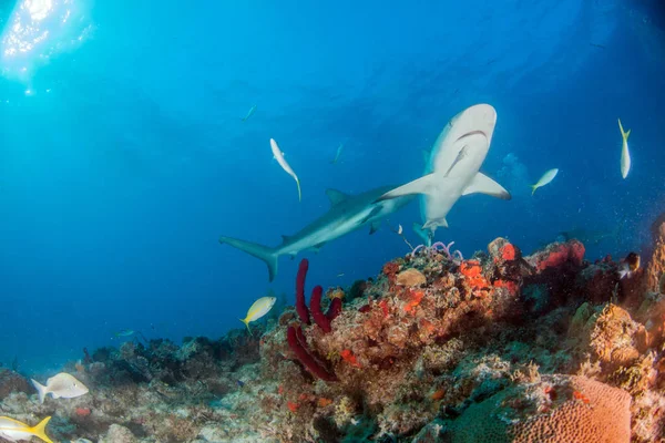 写真はバハマのカリブ海のサンゴ礁のサメを示しています — ストック写真