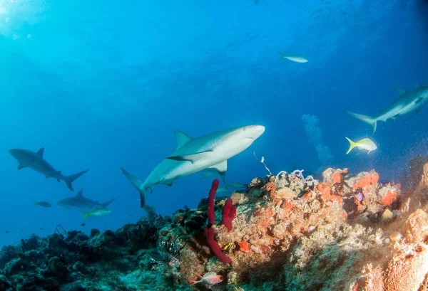 Imagem Mostra Tubarão Recife Caribenho Nas Bahamas — Fotografia de Stock