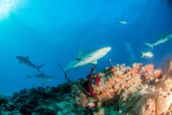 写真はバハマのカリブ海のサンゴ礁のサメを示しています — ストック写真