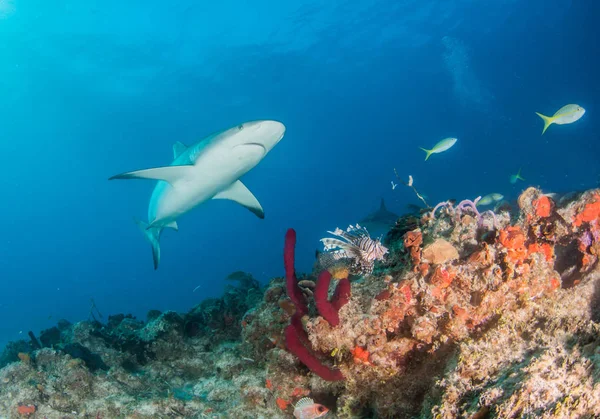 Foto Muestra Tiburón Arrecife Del Caribe Las Bahamas — Foto de Stock