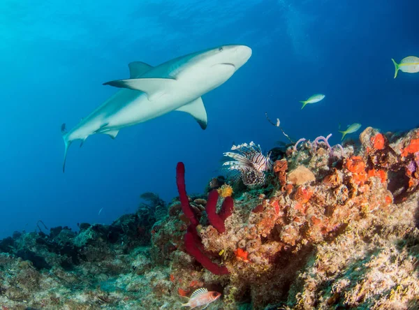 Foto Muestra Tiburón Arrecife Del Caribe Las Bahamas —  Fotos de Stock