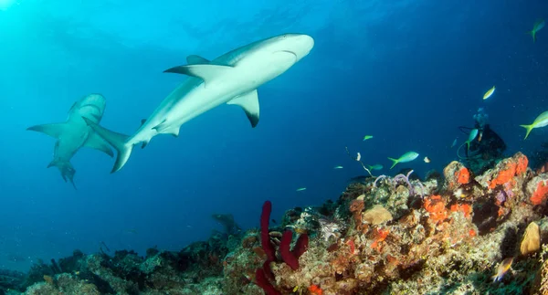 Resim Bahamalar Daki Karayip Resif Köpekbalığını Gösteriyor — Stok fotoğraf