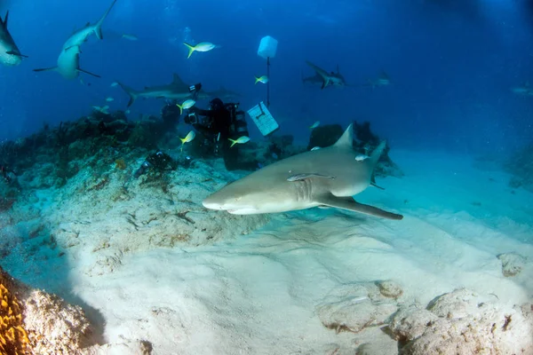 Imagem Mostra Tubarão Limão Nas Bahamas — Fotografia de Stock