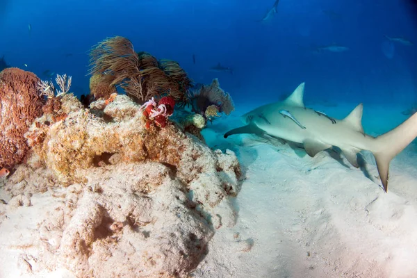 Imagem Mostra Tubarão Limão Nas Bahamas — Fotografia de Stock