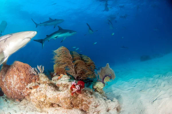 Limon Köpek Balığı Bahamalar Karayipler Resif Köpekbalığı Resim Gösterir — Stok fotoğraf