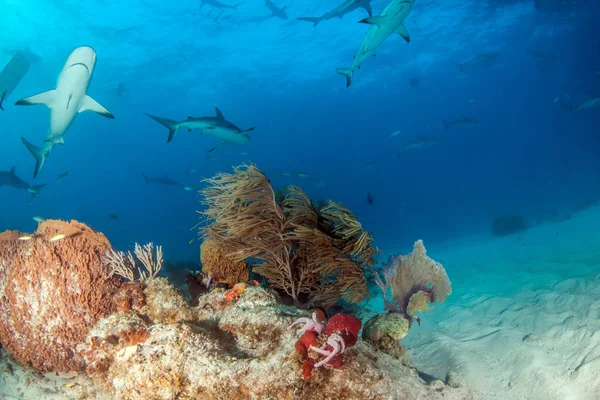 Foto Muestra Tiburón Arrecife Del Caribe Las Bahamas — Foto de Stock