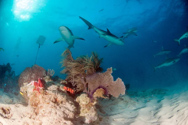 Foto Muestra Tiburón Arrecife Del Caribe Las Bahamas — Foto de Stock