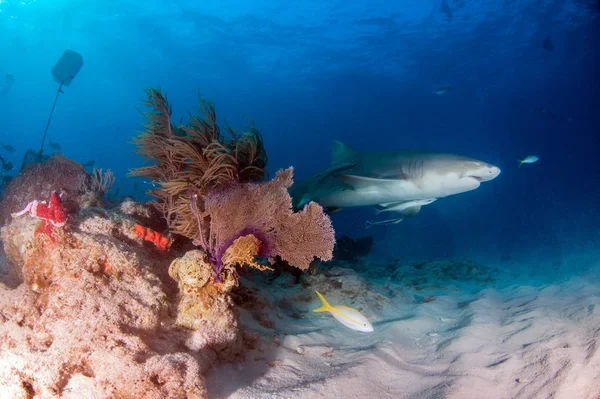 Imagem Mostra Tubarão Limão Nas Bahamas — Fotografia de Stock