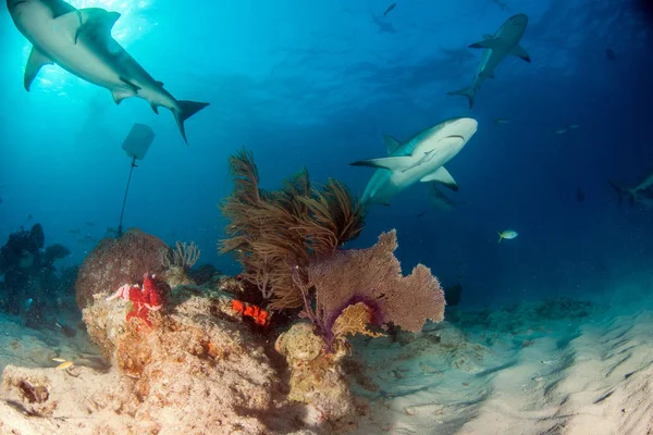 바하마 제도에 카리브해의 산호초 — 스톡 사진
