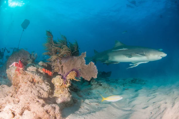 Photo Montrant Requin Citron Aux Bahamas — Photo