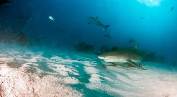 Bilden Visar Citronhaj Bahamas — Stockfoto