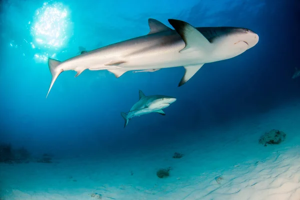 Foto Muestra Tiburón Arrecife Del Caribe Las Bahamas —  Fotos de Stock