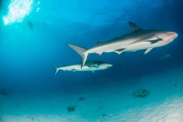 Foto Muestra Tiburón Arrecife Del Caribe Las Bahamas —  Fotos de Stock