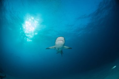 Resim, Bahamalar 'daki Karayip resif köpekbalığını gösteriyor.