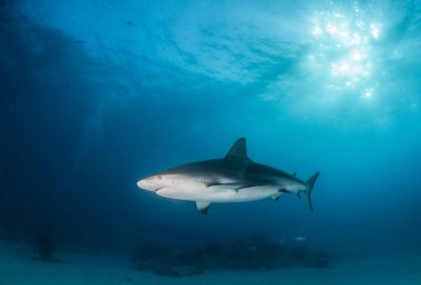Resim, Bahamalar 'daki Karayip resif köpekbalığını gösteriyor.