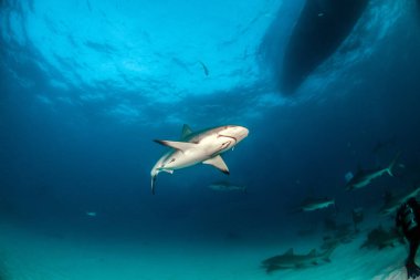 Resim, Bahamalar 'daki Karayip resif köpekbalığını gösteriyor.