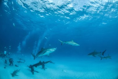 Resim Tigerbeach, Bahamalar 'da bir kaplan köpekbalığını gösteriyor.