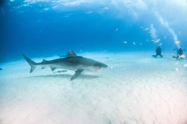 Resim Tigerbeach, Bahamalar 'da bir kaplan köpekbalığını gösteriyor.