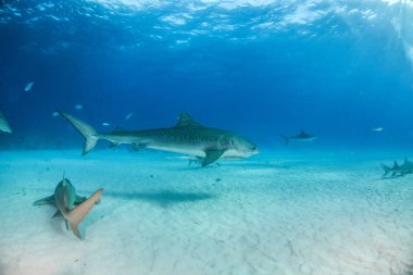 Resim Tigerbeach, Bahamalar 'da bir kaplan köpekbalığını gösteriyor.