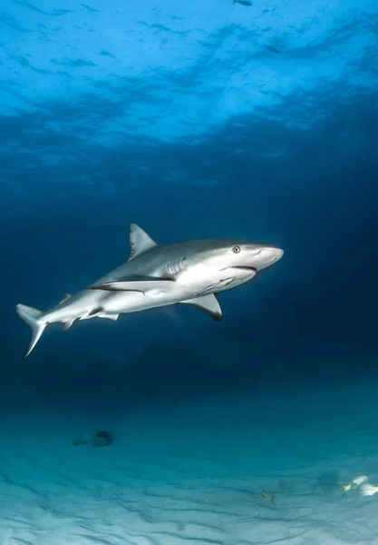 Picture Shows Caribbean Reef Shark Bahamas — Stock Photo, Image