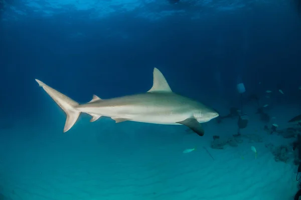 Bild Zeigt Einen Karibischen Riffhai Vor Den Bahamas — Stockfoto