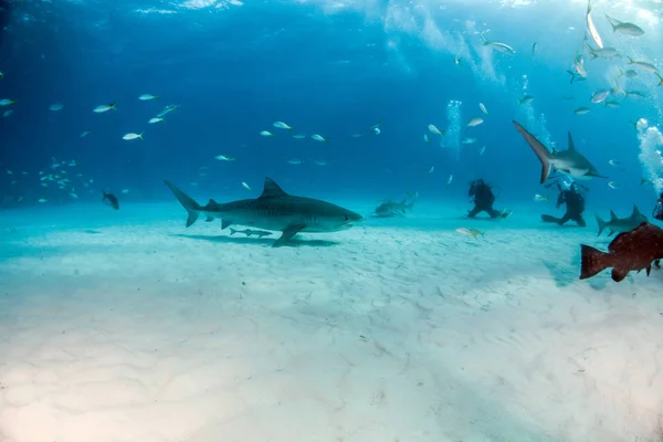 Képen Egy Tigriscápa Látható Tigerbeachen Bahamákon — Stock Fotó