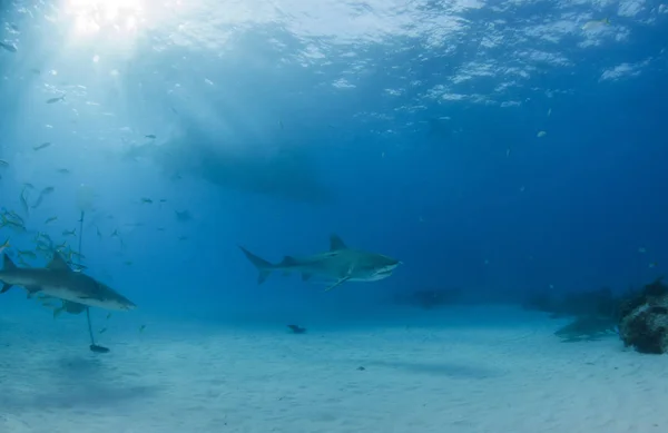 Resim Tigerbeach Bahamalar Bir Kaplan Köpekbalığını Gösteriyor — Stok fotoğraf