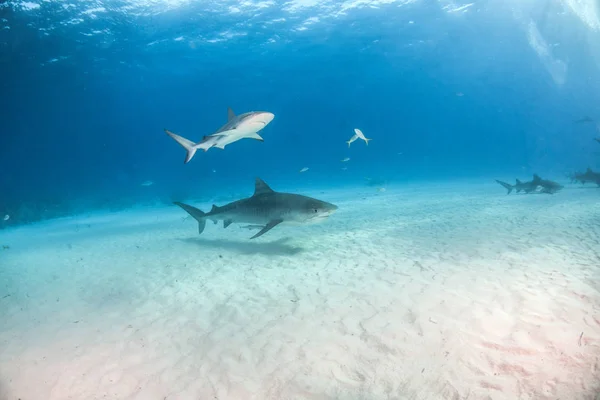 Фотографії Зображена Тигрова Акула Тиґербеку Багамські Острови — стокове фото