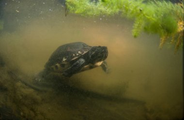 Su altında bir sarı yanakları kaplumbağa resmi gösterir