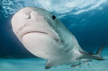Resim Tigerbeach, Bahamalar 'da bir kaplan köpekbalığını gösteriyor.