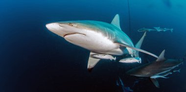 Picture shows Blacktip reef sharks in South Africa clipart