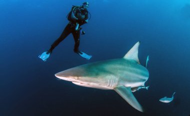 Resim siyah uçlu resif köpekbalığı Güney Afrika'da gösterir.