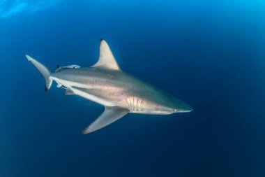 Resim siyah uçlu resif köpekbalığı Güney Afrika'da gösterir.
